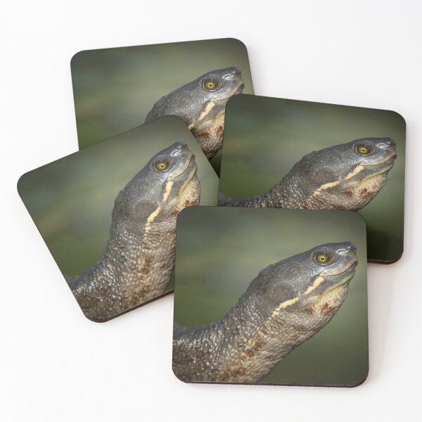 Item preview, Brisbane River Turtle or Emydura Macquarii designed and sold by robdwildlife.
