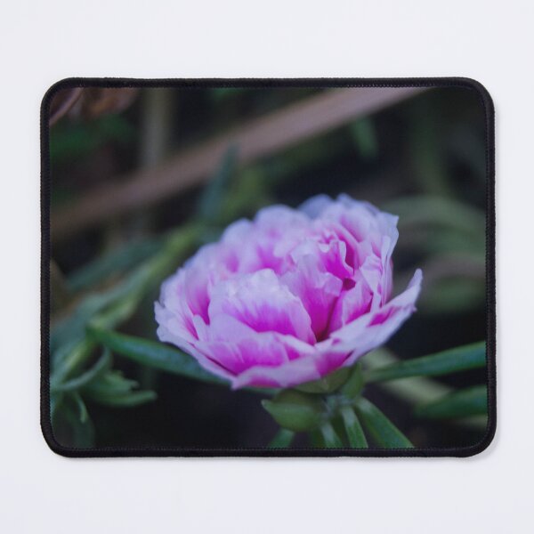 Item preview, Portulaca grandiflora designed and sold by ROSE ANN BANILAR.