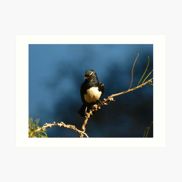 Willy Wag Tail Art Print