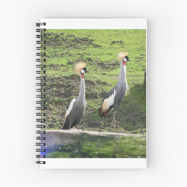 Item preview, African Crowned Cranes birds 018 designed and sold by pasta26mc.