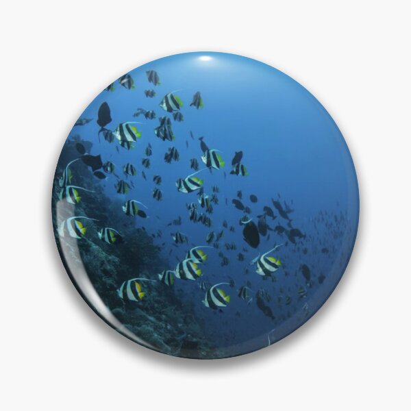 Item preview, Shoal Of Angel Fish Photographic Print designed and sold by Mother-Nature65.