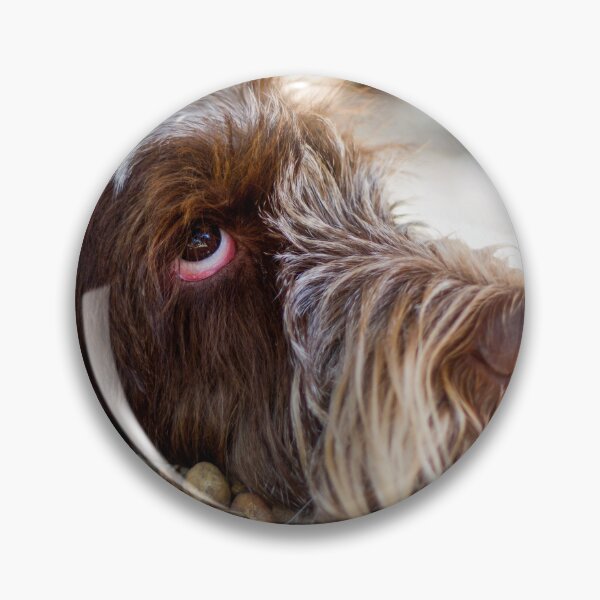 Item preview, Looking Up Cute Spinone Portrait by heidiannemorris © designed and sold by FOLK ART FUSION by heidiannemorris.