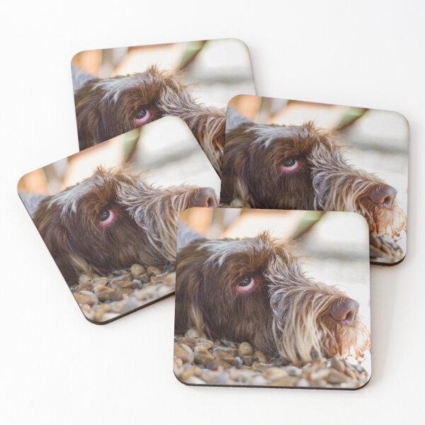 Item preview, Looking Up Cute Spinone Portrait by heidiannemorris © designed and sold by FOLK ART FUSION by heidiannemorris.