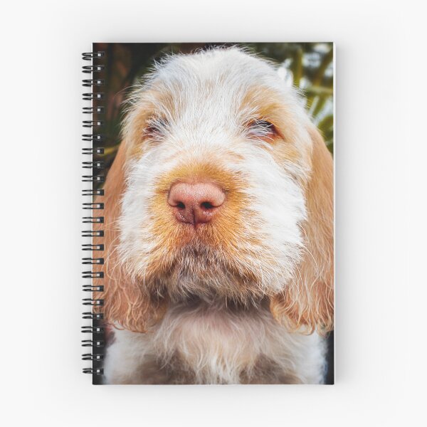 Item preview, Irresistible Italian Spinone Puppy by heidiannemorris designed and sold by FOLK ART FUSION.