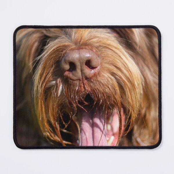 Item preview, San Francisco Spinone by heidiannemorris designed and sold by FOLK ART FUSION by heidiannemorris.