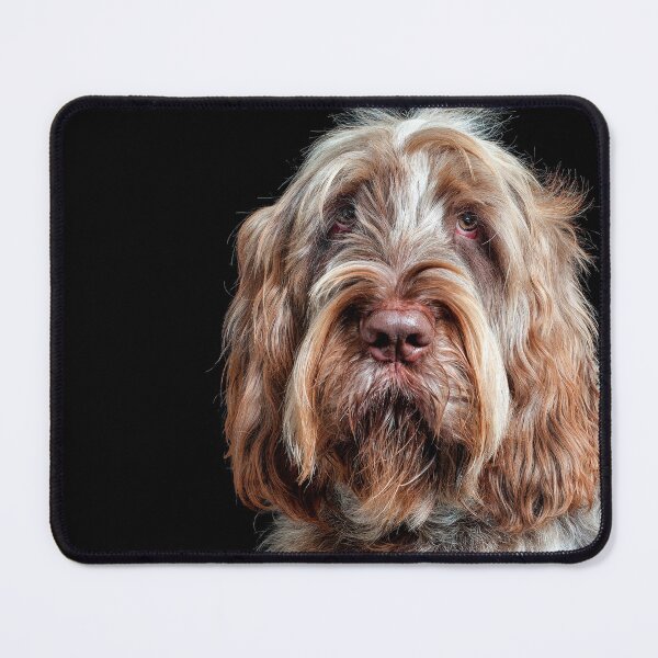 Item preview, Hypnotist Spinone by heidiannemorris designed and sold by FOLK ART FUSION by heidiannemorris.