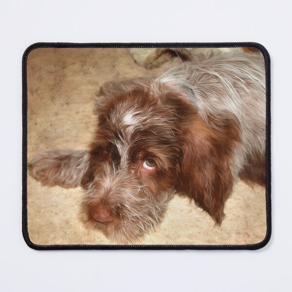 Item preview, Spinone puppy love by heidiannemorris © designed and sold by FOLK ART FUSION.