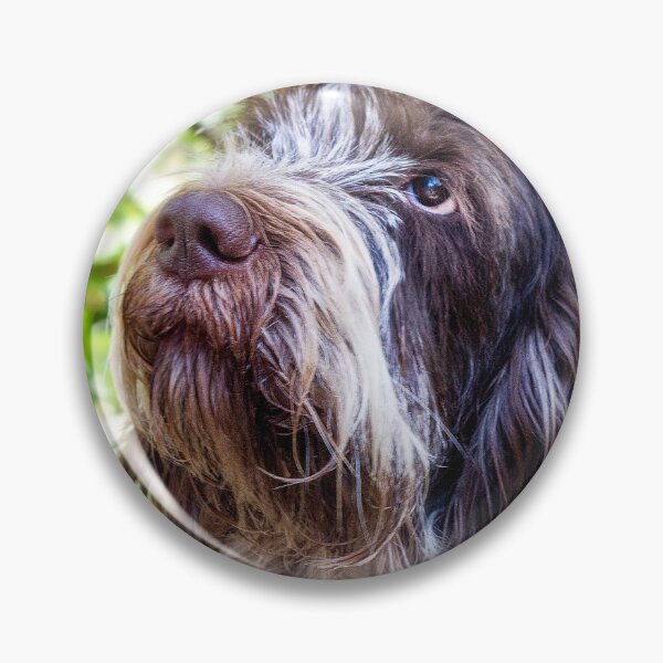 Item preview, Look into my eyes Spinone by heidiannemorris designed and sold by FOLK ART FUSION by heidiannemorris.