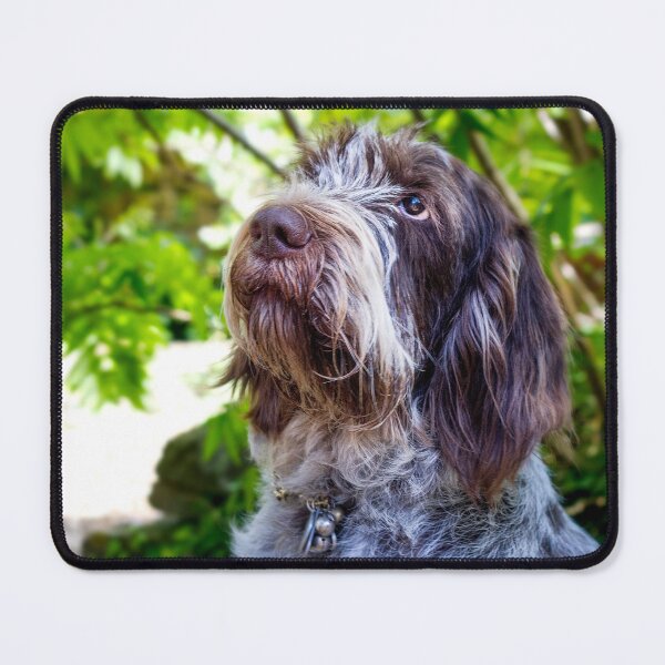 Item preview, Look into my eyes Spinone by heidiannemorris designed and sold by FOLK ART FUSION by heidiannemorris.