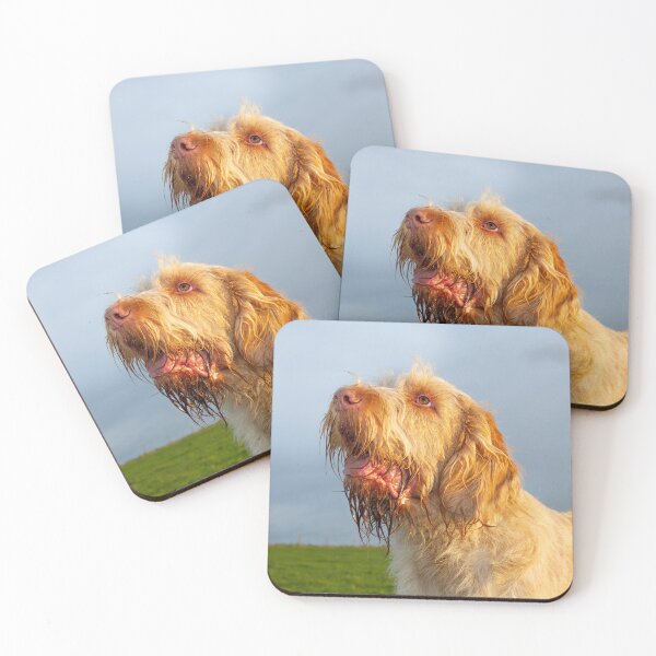 Item preview, Looking up Italian Spinone by heidiannemorris designed and sold by FOLK ART FUSION.
