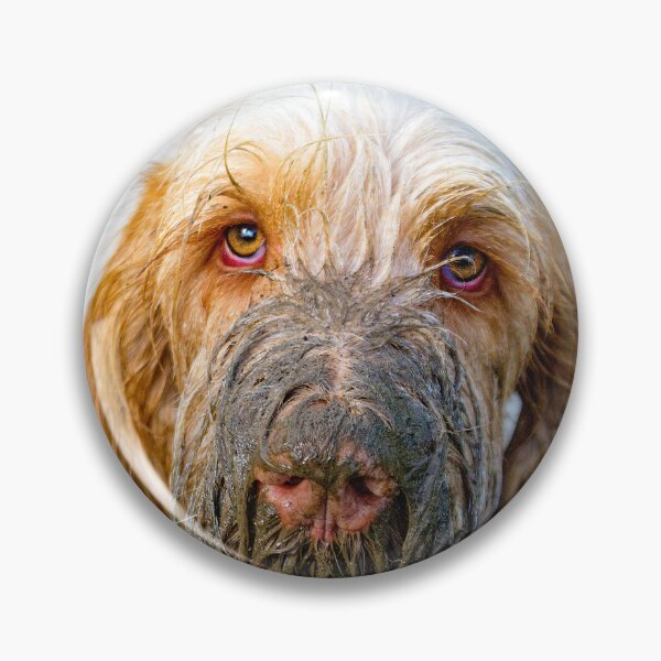 Item preview, Muddy beard Spinone by heidiannemorris © designed and sold by FOLK ART FUSION by heidiannemorris.