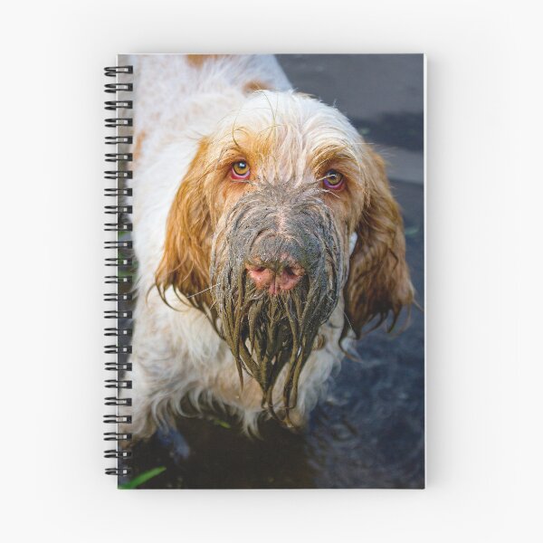 Item preview, Muddy beard Spinone by heidiannemorris © designed and sold by FOLK ART FUSION by heidiannemorris.