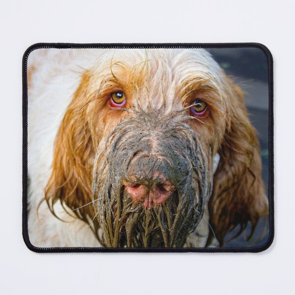 Item preview, Muddy beard Spinone by heidiannemorris © designed and sold by FOLK ART FUSION by heidiannemorris.