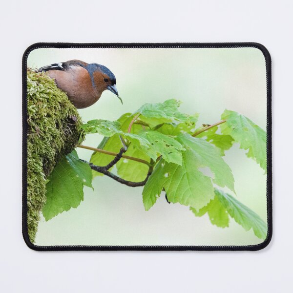 Item preview, Common chaffinch with caterpillar designed and sold by Stephen Jarman.