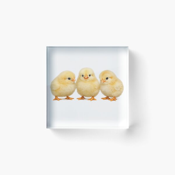 Item preview, Cute Baby Chick Trio  designed and sold by Khamique.