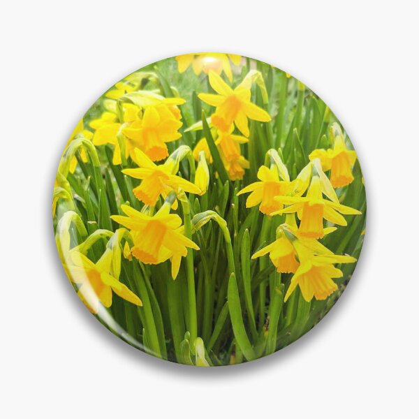 Item preview, Lovely Miniature Daffodils Growing Wild.  designed and sold by Violaman.