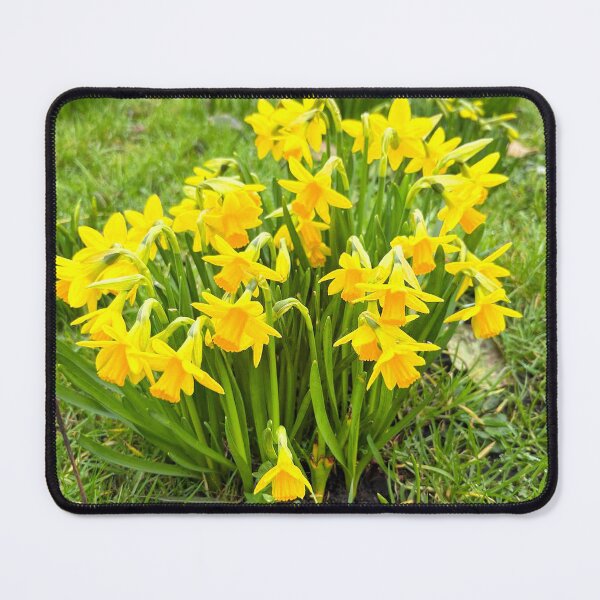 Item preview, Lovely Miniature Daffodils Growing Wild.  designed and sold by Violaman.