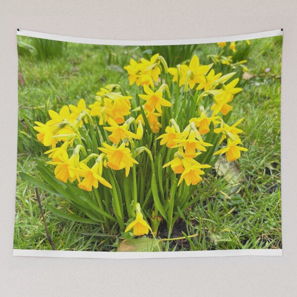 Item preview, Lovely Miniature Daffodils Growing Wild.  designed and sold by Violaman.