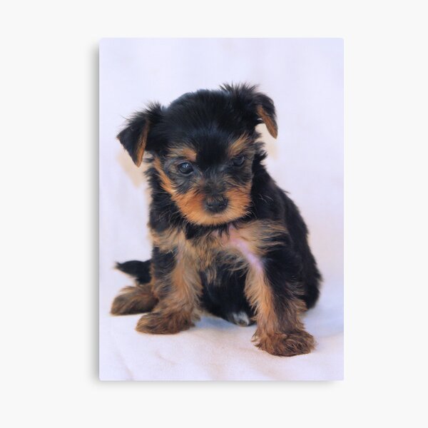 Princess Canvas Print