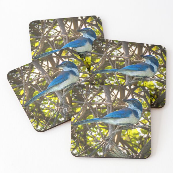 Item preview, California Scrub Jay Resting on Woodland Branch designed and sold by TheHikersEye.