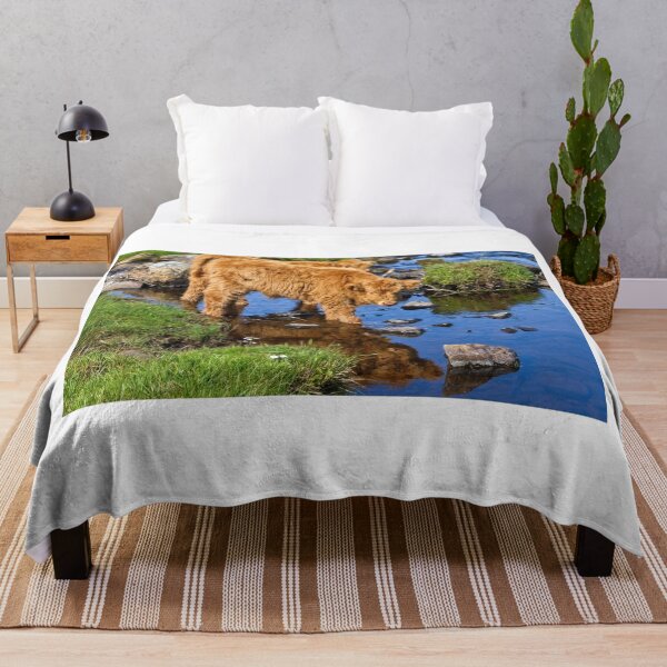 Item preview, Hairy Coo Calf at Duirinish Lochalsh Scotland. designed and sold by PhotosEcosse.