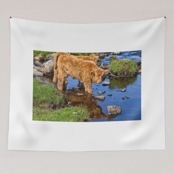 Item preview, Hairy Coo Calf at Duirinish Lochalsh Scotland. designed and sold by PhotosEcosse.