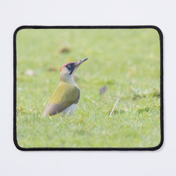 Item preview, Eurasian Green Woodpecker designed and sold by LaurenTucker.