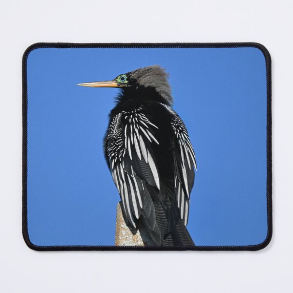 Item preview, Breeding Blues designed and sold by Glennphotos.