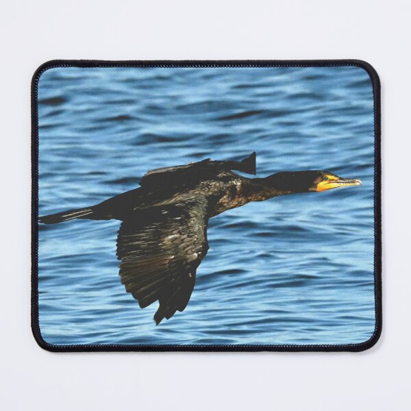 Item preview, Cormorant cruising designed and sold by Glennphotos.