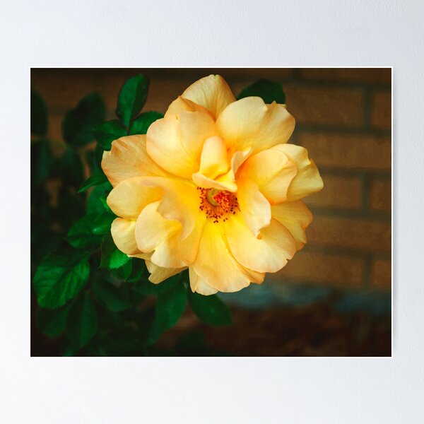 Item preview, Yellow Rose Bloom designed and sold by RubyDelAngel.