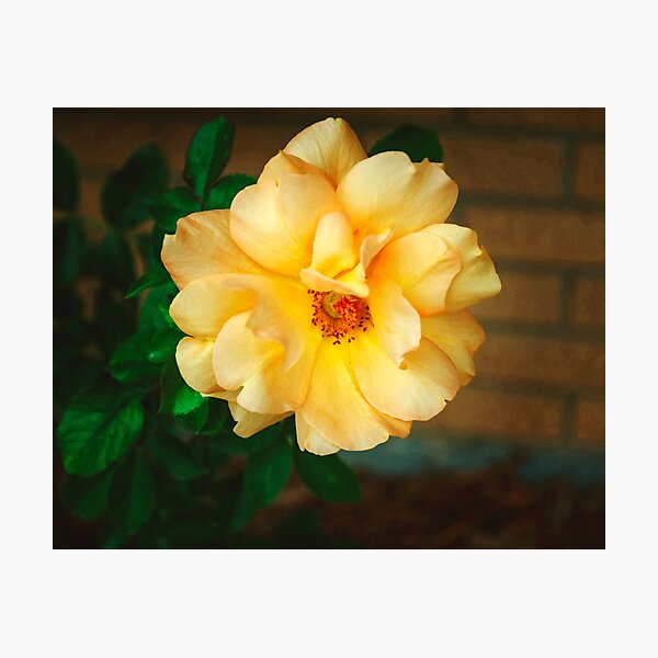 Aperçu de l'œuvre Rose jaune en fleurs créée et vendue par RubyDelAngel.