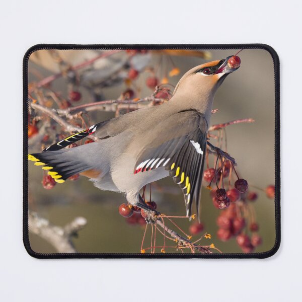 Item preview, Bohemian Waxwing designed and sold by Steve Liffmann Photography.