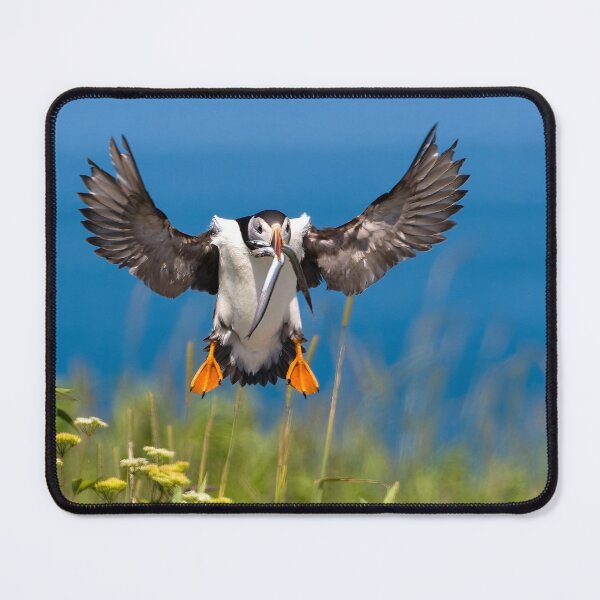 Item preview, Atlantic Puffin designed and sold by Steve Liffmann Photography.