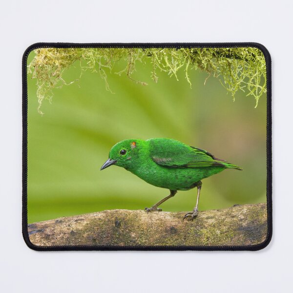 Item preview, Glistening-green Tanager designed and sold by Steve Liffmann Photography.