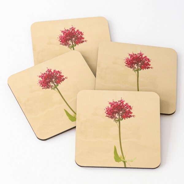 Item preview, RED VALERIAN FLOWER ON PARCHMENT designed and sold by Richard Brookes Photography.