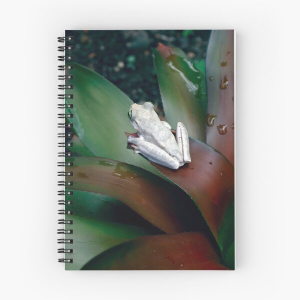 Item preview, Guardian of the Bromeliad - Tropical Frog designed and sold by FrameForm.