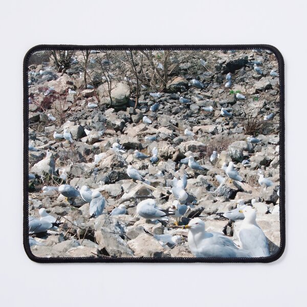 Item preview, Seagull Colony designed and sold by FrameForm.