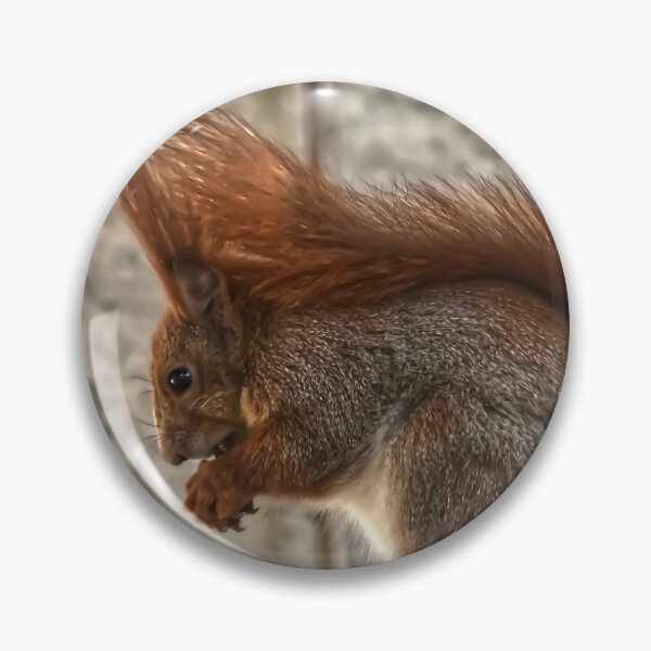 Item preview, Eating Squirrel designed and sold by StylishDecor.
