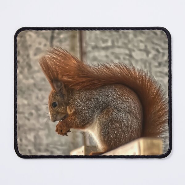 Item preview, Eating Squirrel designed and sold by StylishDecor.