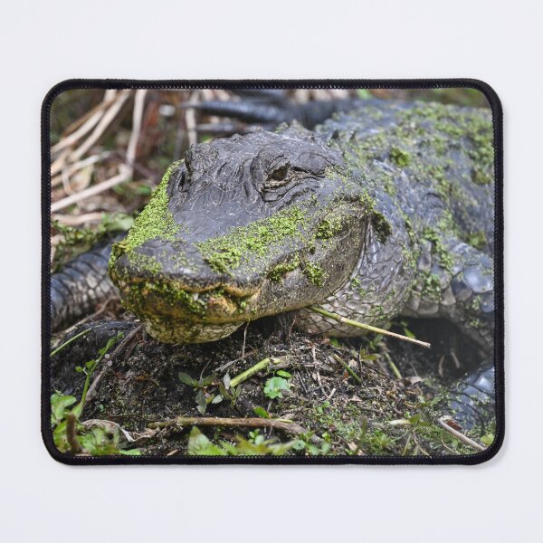 Item preview, I've been slimed  designed and sold by Glennphotos.