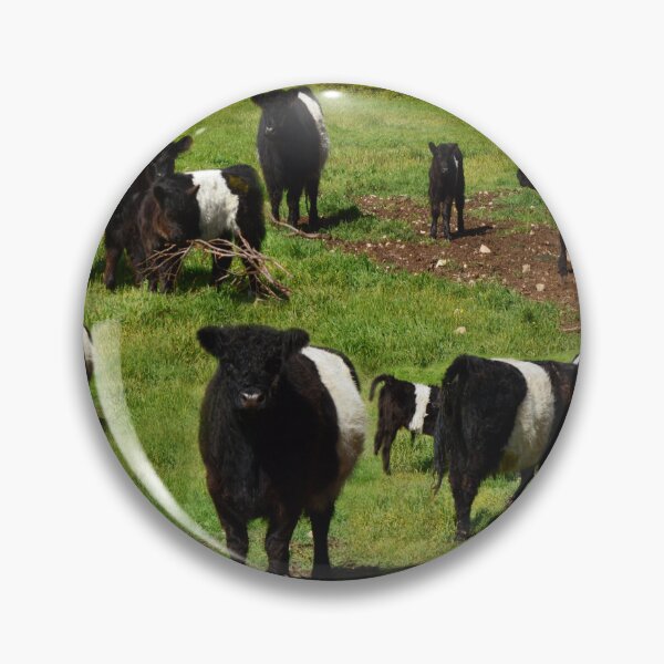 Item preview, Belted Galloway Calves And Cows Montage, designed and sold by A-Work-Of-Art.