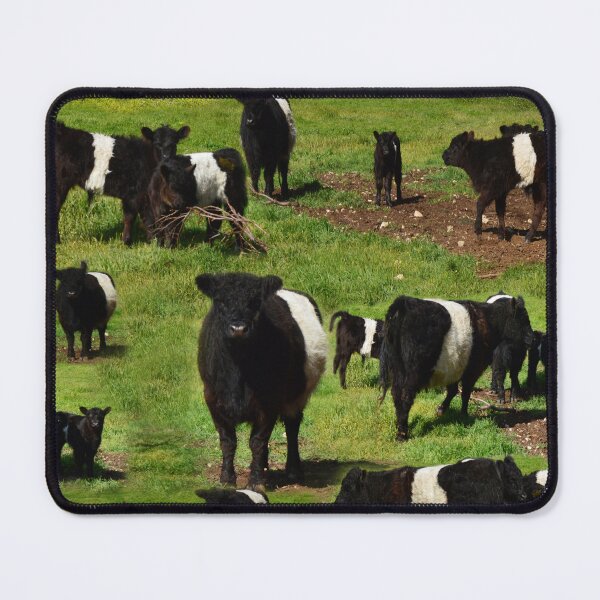 Item preview, Belted Galloway Calves And Cows Montage, designed and sold by A-Work-Of-Art.