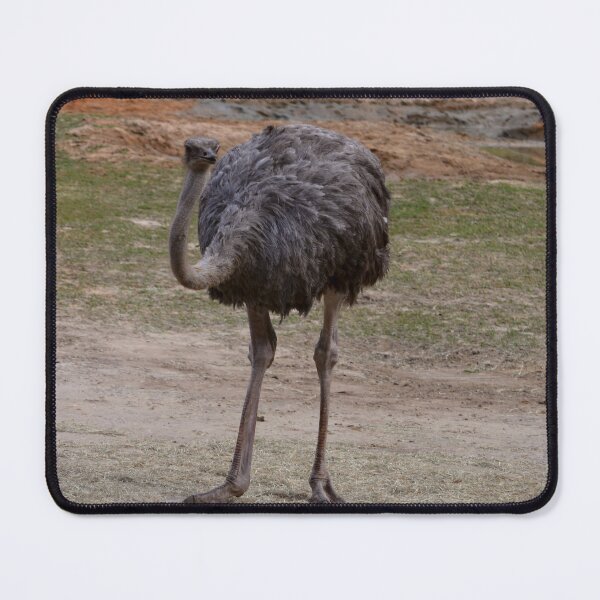 Item preview, Ostrich in Natural Habitat designed and sold by Zina Stromberg.