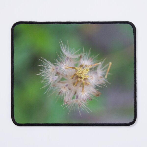 Item preview, Tridax procumbens 05 designed and sold by ROSE ANN BANILAR.