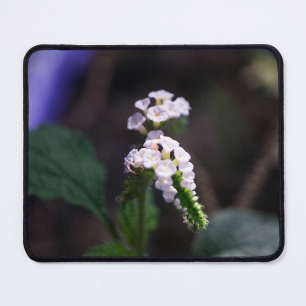 Item preview, Indian heliotrope designed and sold by ROSE ANN BANILAR.