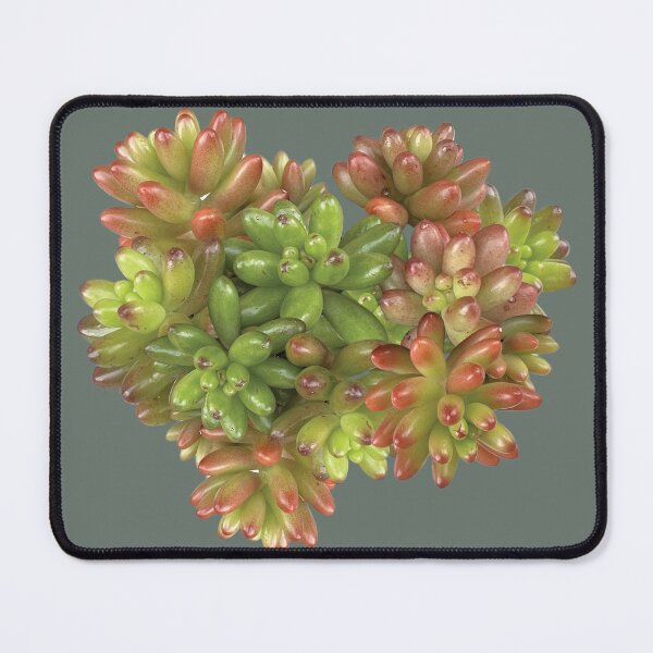 Item preview, Jelly bean succulent designed and sold by Poplartree.