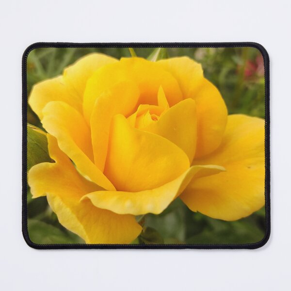 Item preview, Beautiful Yellow Rose From The Garden Digital Photography designed and sold by vtspatial.