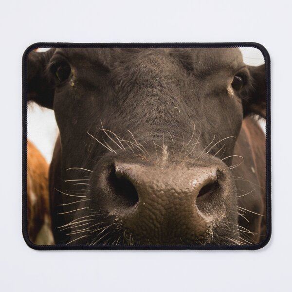 Item preview, Curious Black and White Cow Close Up Photography designed and sold by StSDigs.