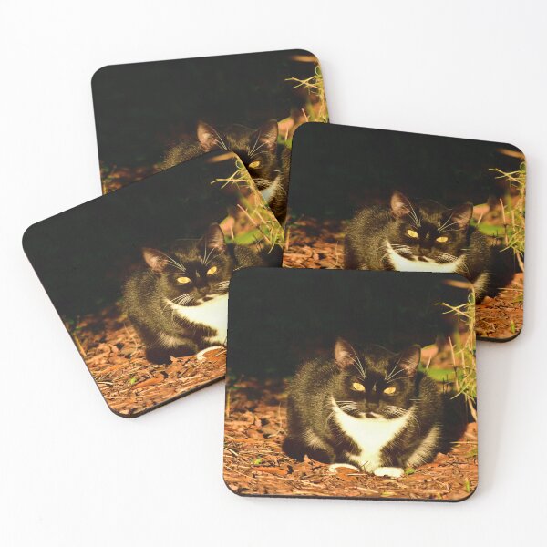 Item preview, Tuxedo Cat in Dappled Light designed and sold by MercerImages.
