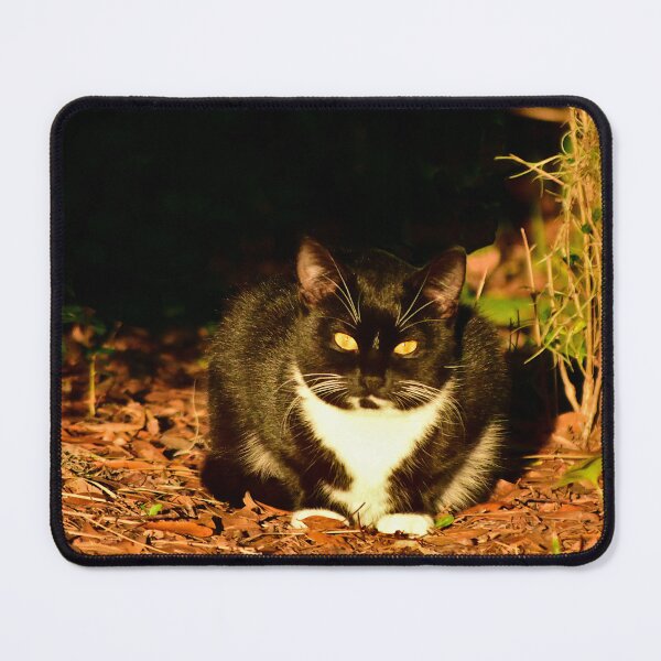 Item preview, Tuxedo Cat in Dappled Light designed and sold by MercerImages.